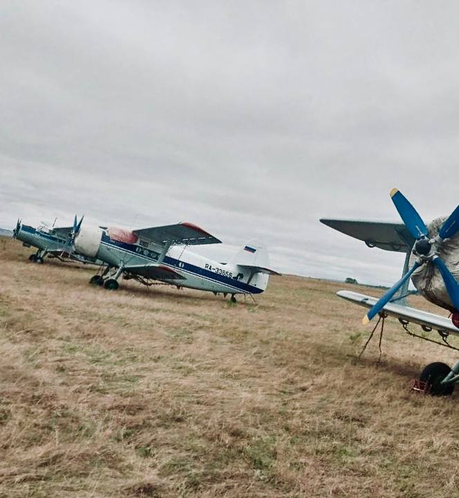 Фото Мухоршибирский район Бурятии спасут от гусениц-вредителей 