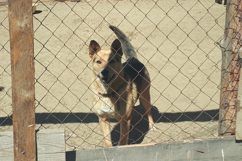 Фото Улан-удэнский приют для собак стал переживать трудности после отказа переехать