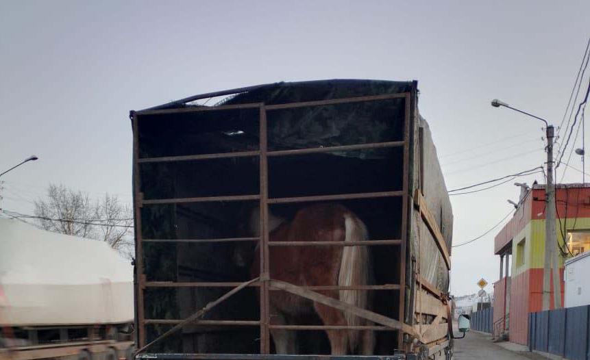 Фото В Улан-Удэ из Кабанского района нелегально перевозили лошадей