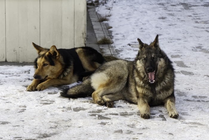 Фото В Бурятии баргузинцы пожаловались на стаю собак возле школьной столовой