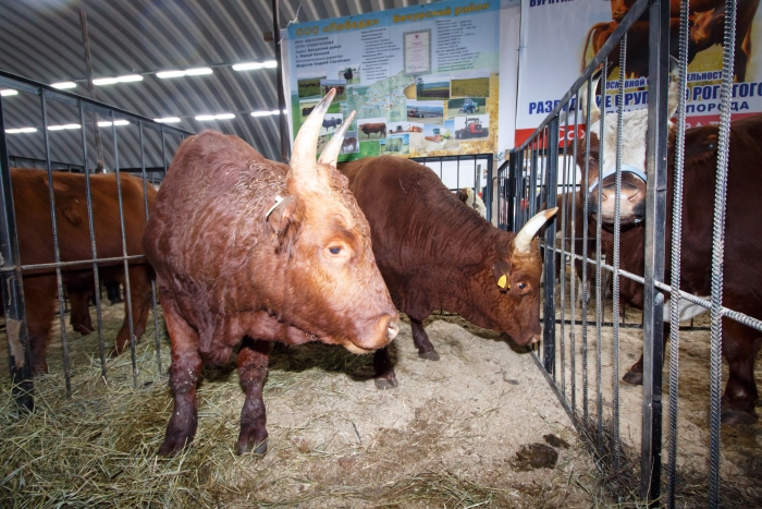 Фото Молочно-товарная ферма расширилась за 67 млн рублей в Бурятии