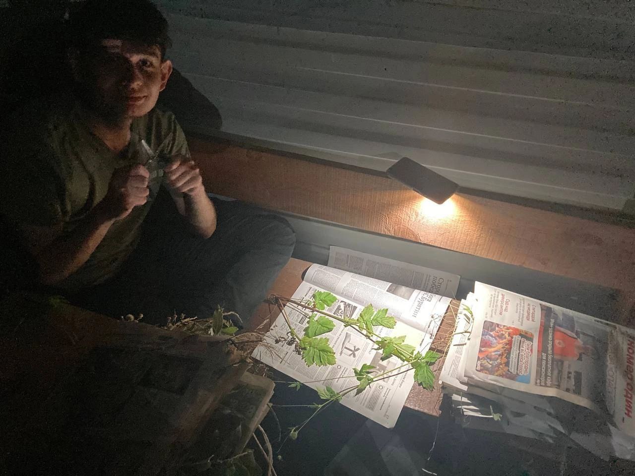 Фото Студент нашел в заказнике несвойственное для Бурятии растение