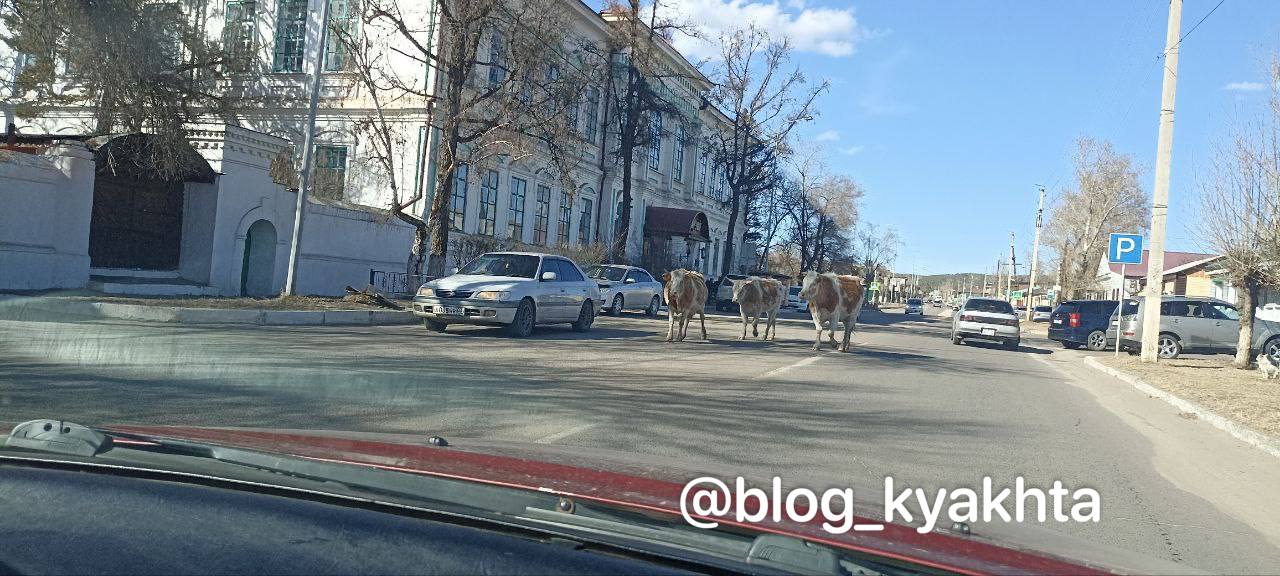 Фото В городе Бурятии коровы разгуливают прямо по центру и создают угрозу ДТП