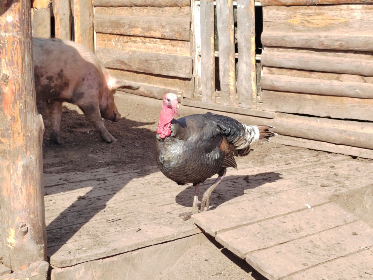 Фото Жителям Бурятии напомнили куда сообщать при болезнях домашних животных 