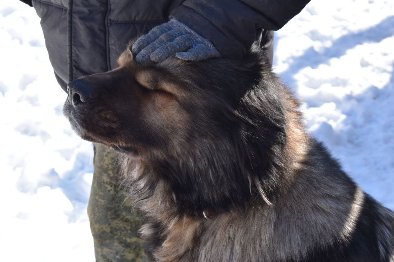 Фото Владелец собачьего питомника в Улан-Удэ сравнила жизнь последних лет с адом 