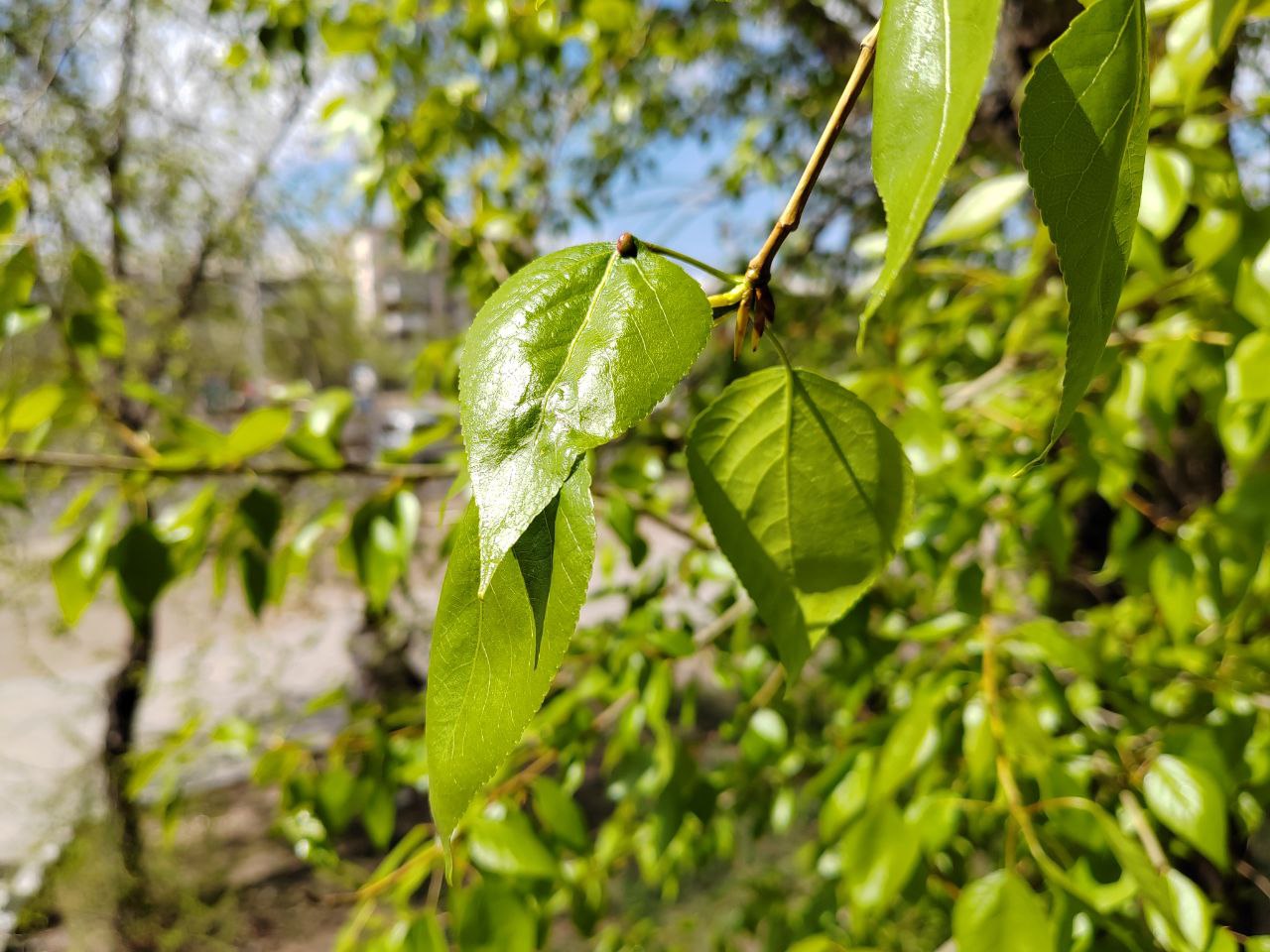 Фото В Улан-Удэ запрет на посещение лесов продлили до 29 августа
