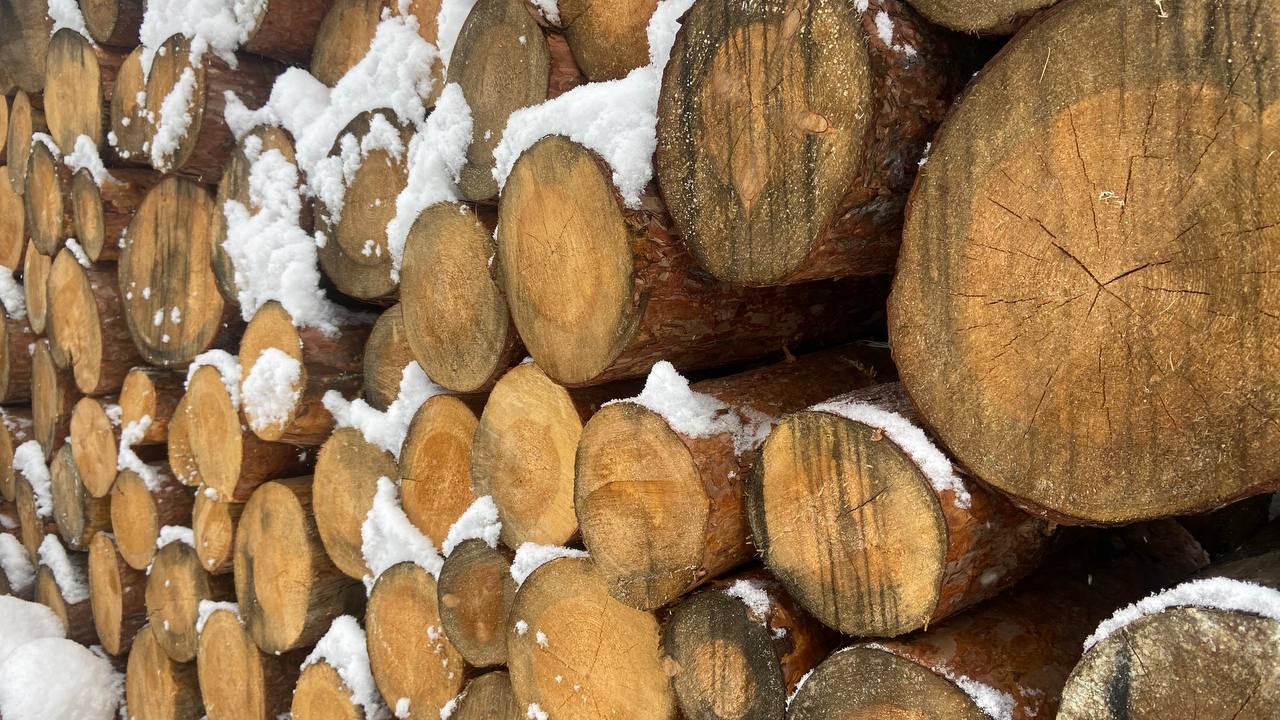 Фото В Бурятии за неделю выявили 20 незаконных рубок деревьев