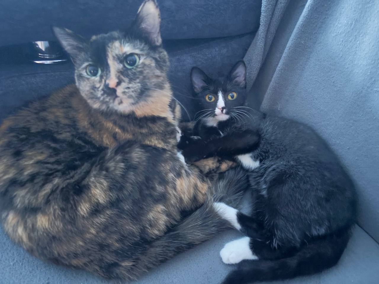 Фото  Очередная льготная стерилизация кошек пройдет в Улан-Удэ 