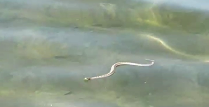 Фото В Бурятии отдыхающих на Гусином озере напугала змея в воде 