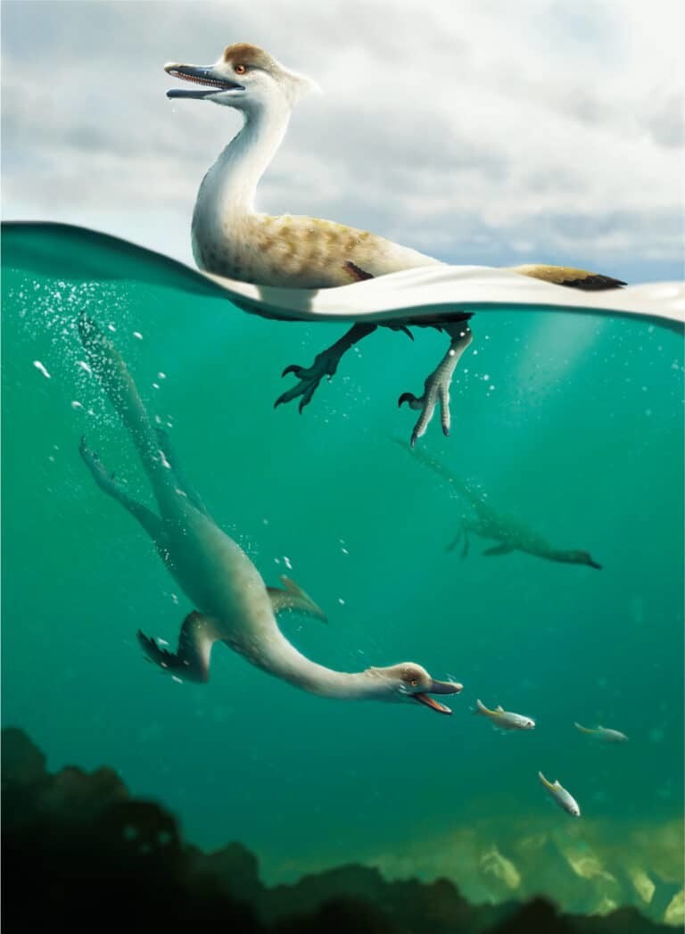 Фото В Монголии нашли останки плавающего динозавра, похожего на баклана (ФОТО)