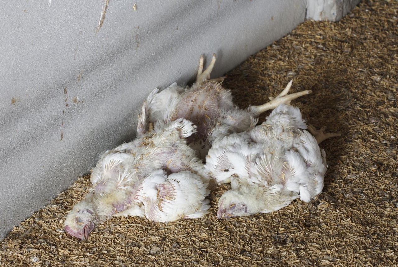 Фото Продлен месячник по профилактике гриппа птиц и чуме свиней в Бурятии