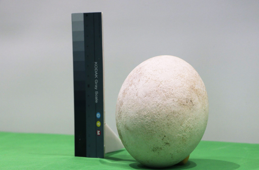 Фото В Монголии рабочие нашли древнее птичье яйцо