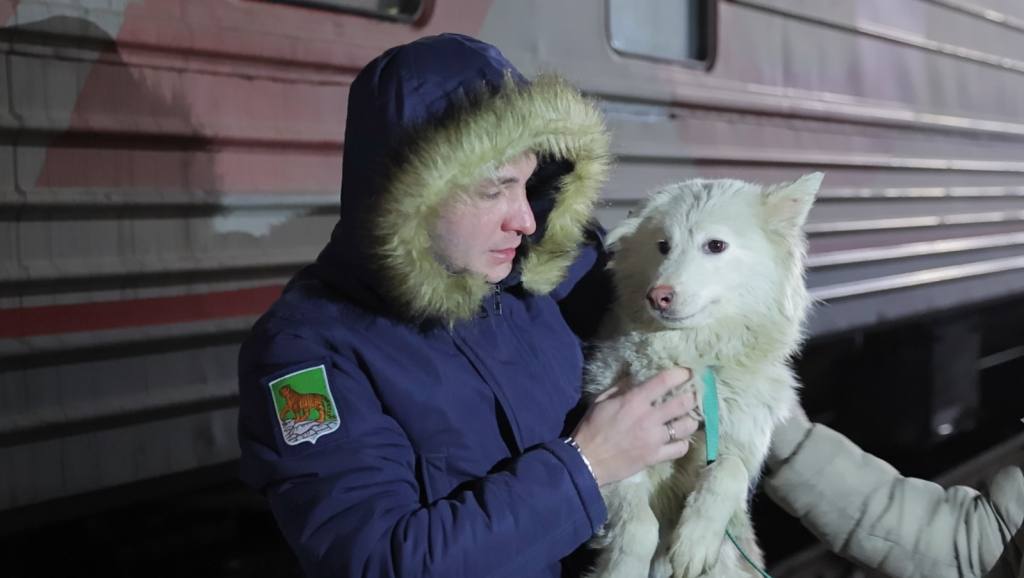 Фото Владивосток в третий раз приютил бездомных собак из Бурятии