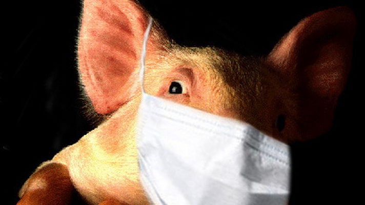Фото Групповая вспышка свиного гриппа зарегистрирована среди учащихся техникумов в Забайкалье