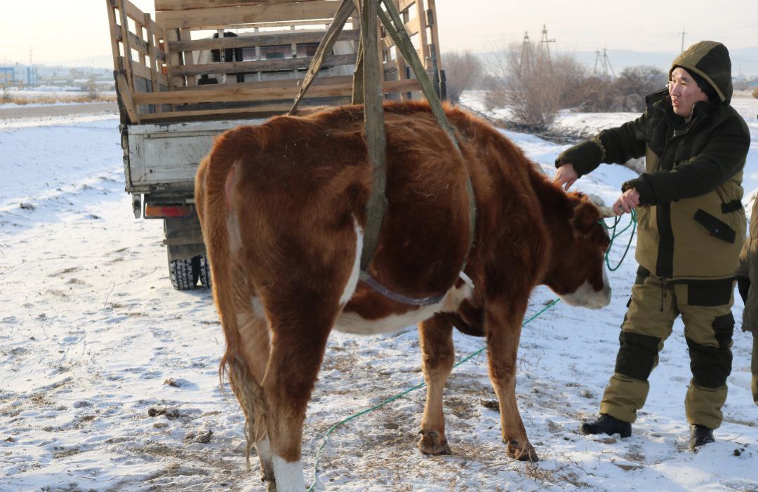 Фото В районе Бурятии начали активно штрафовать владельцев бродячего скота