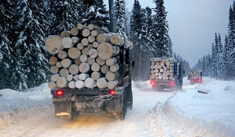 Фото Бурятия и Забайкальский край будут вместе бороться с незаконной рубкой лесов