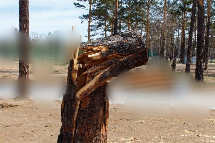 Фото Водитель врезался в дерево в районе Бурятии