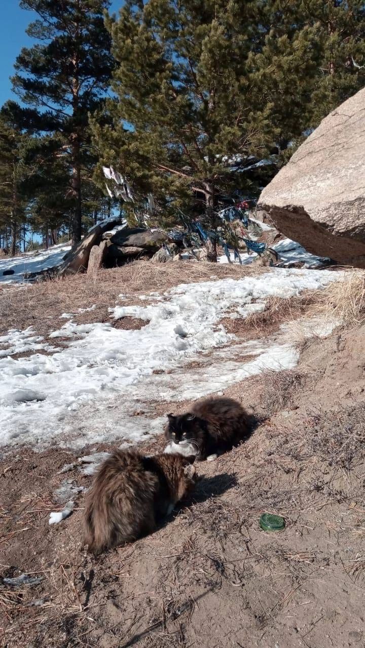 Фото В Заиграевском районе на священном месте обнаружили двух брошенных кошек