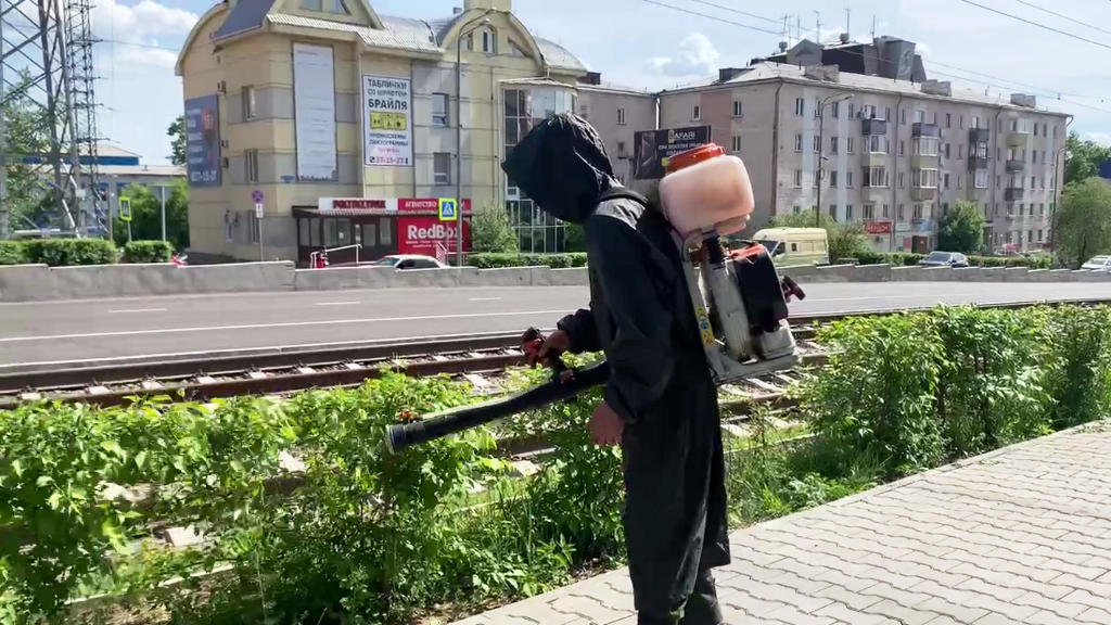 Фото В Улан-Удэ идет обработка деревьев от горностаевой моли