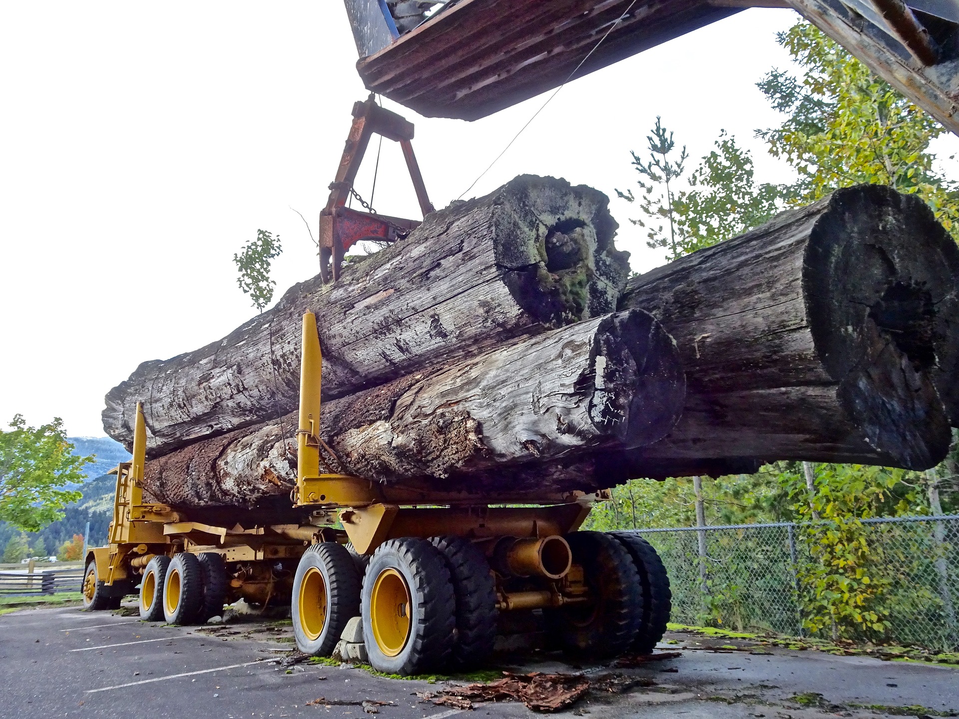 Фото В Китай из Бурятии было вывезено 17,5 тонн древесины