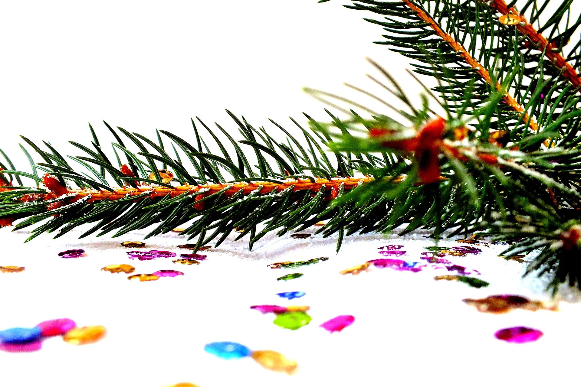 Фото Как выбрать елку к Новому году? (ФОТО)