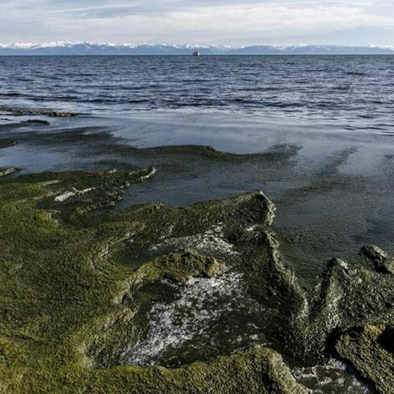Фото Гринпис опубликовал ужасающие данные о загрязнении Байкала