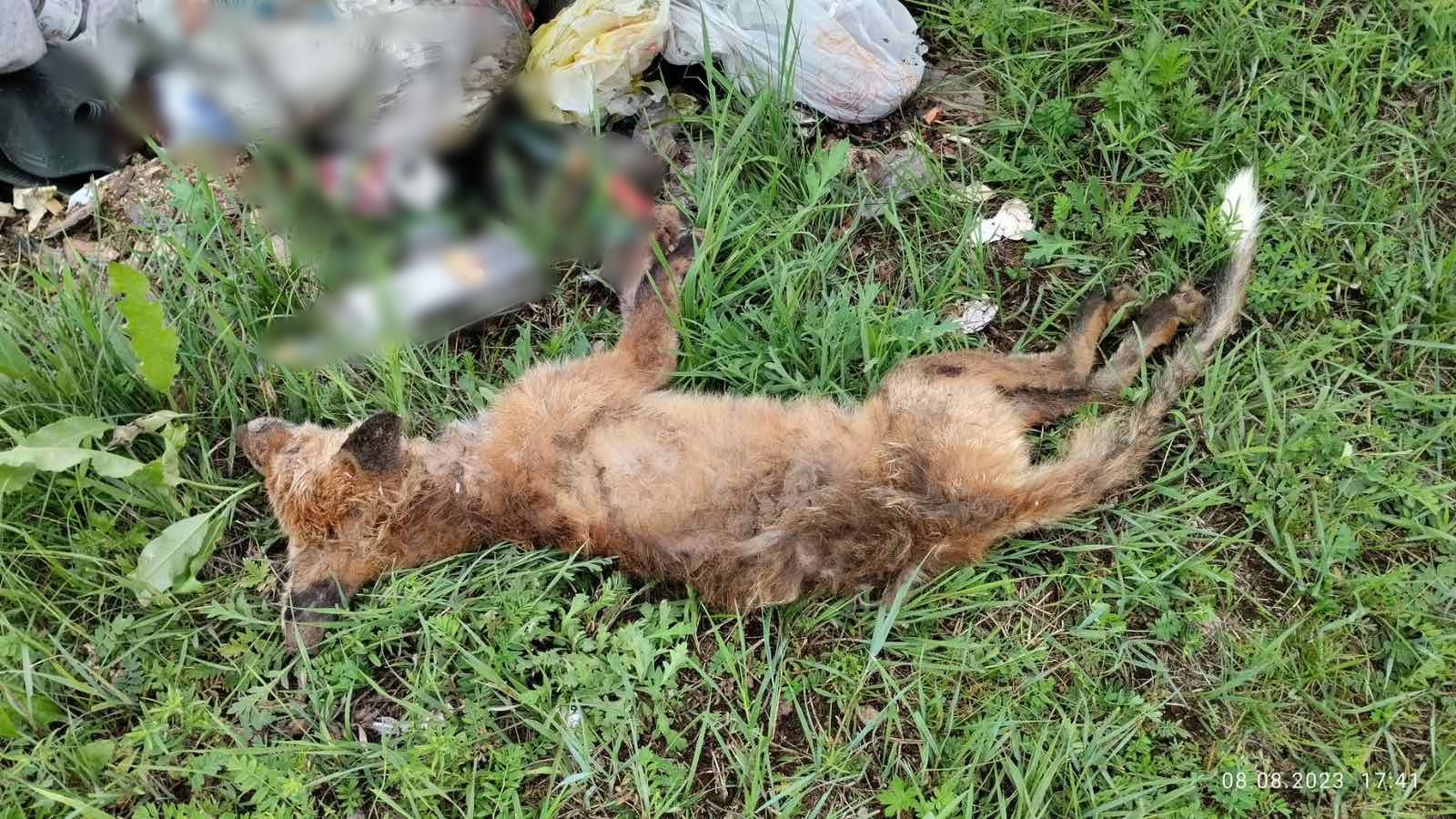 Фото В селе Бурятии нашли еще один труп бешеной лисицы