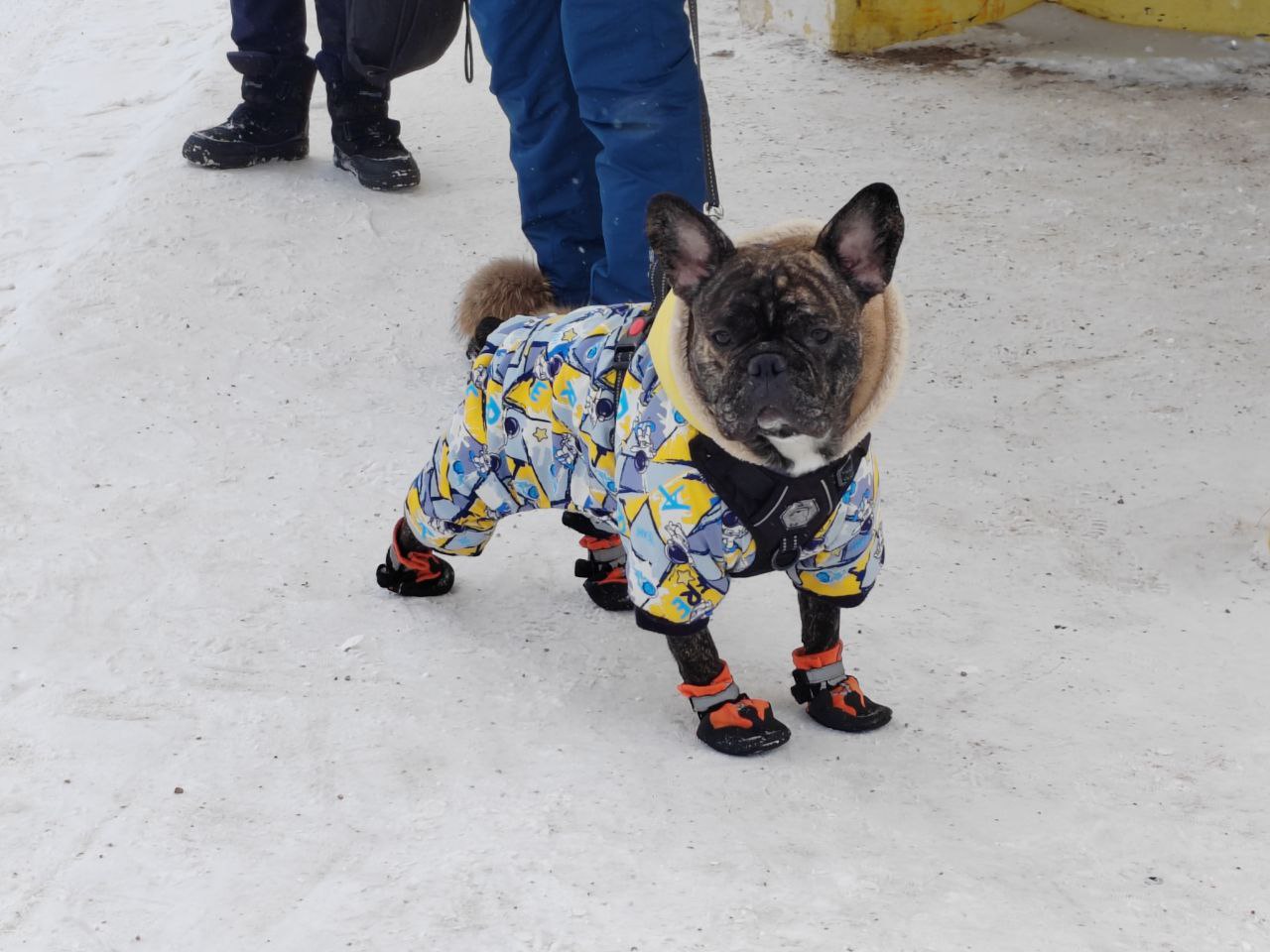 Фото Собак и кошек в Бурятии простерилизуют французы