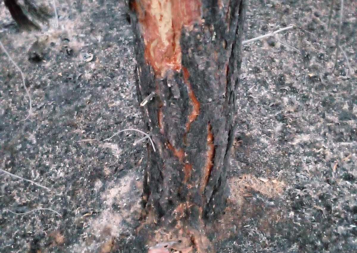 Фото В Бурятии сухая гроза вновь стала причиной лесного пожара