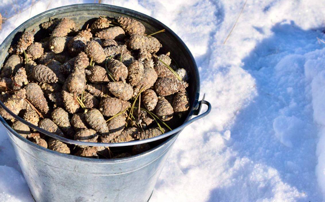 Фото Лесхоз Бурятии продолжает платный прием сосновой шишки от населения