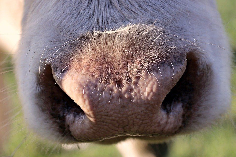 Фермер из Бурятии получит более 100 тысяч рублей за коров, заразившихся ЗУД