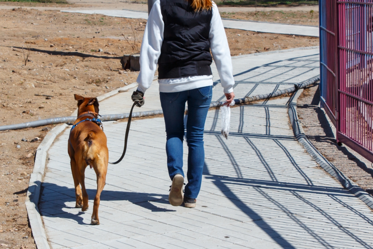 Фото В Бурятии собака на поводке и без намордника покусала подростка
