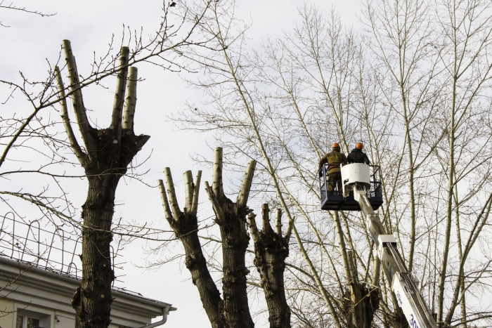 Фото Житель Бурятии пожаловался в прокуратуру на высокие деревья 