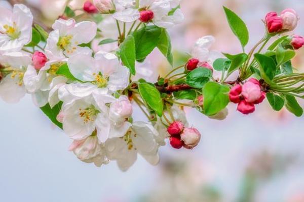 Фото Яблоневый сад в Аэропорту Улан-Удэ вновь расцветет