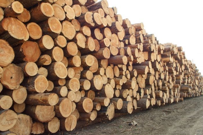Фото В Бурятии возбудили уголовное дело о контрабанде леса на 36 млн руб.
