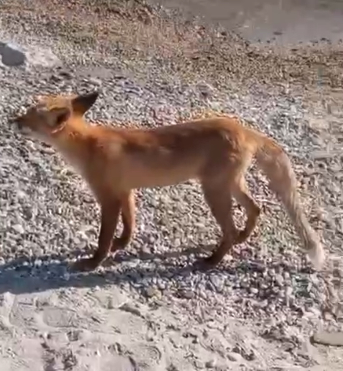 Фото У спасенной лисицы в Бурятии на острове мог остаться детеныш