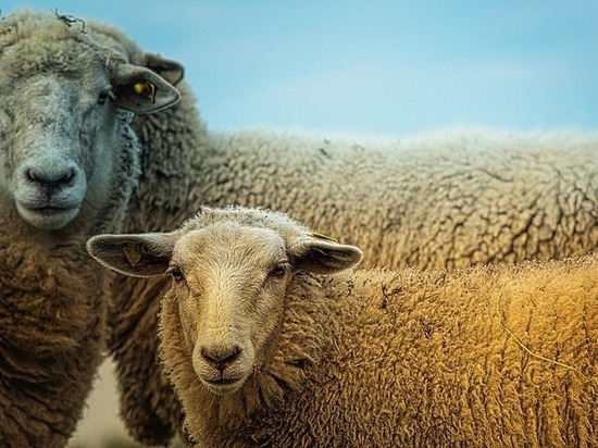 Фото Путин выделил Дамбе Аюшееву 30 миллионов рублей на переработку овечьей шерсти