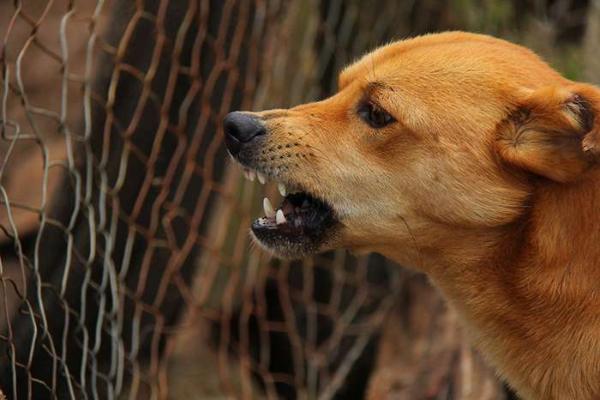 Фото В районе Бурятии нашли обгрызенный собаками труп женщины