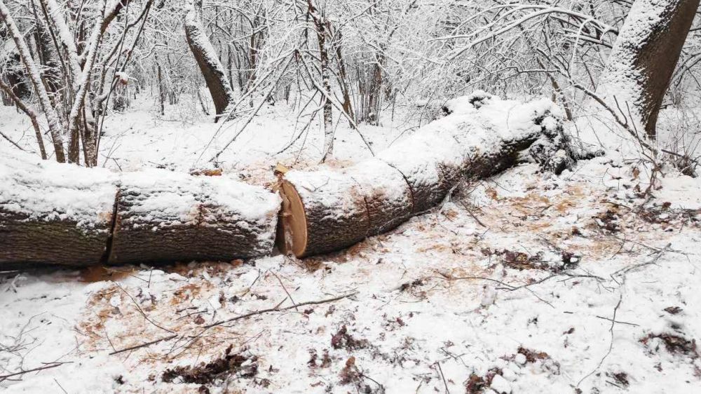 Фото В Бурятии за праздничные дни выявили 12 случаев незаконных рубок деревьев