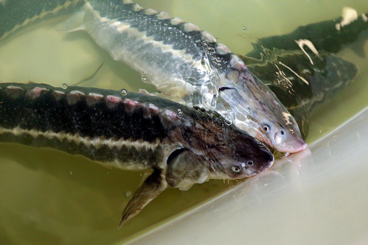 В Бурятии впервые стали разводить одну из самых престижных рыб - Экономика  - Новая Бурятия