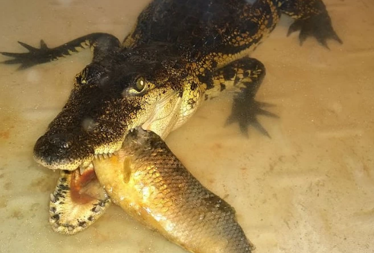 Фото «Нечем заплатить за свет и отопление»: из-за долгов Иркутская зоогалерея продает анаконду и нильского крокодила
