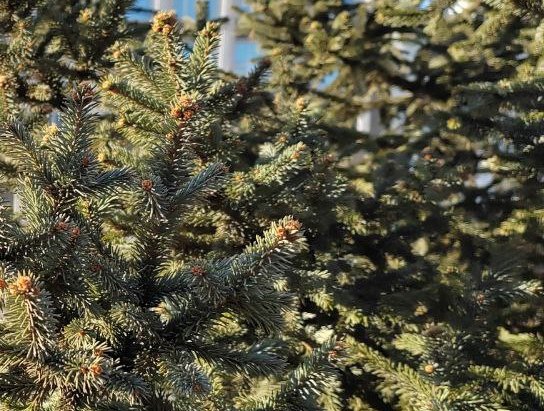 Фото Столетняя кедровая сосна Бурятии включена в национальный реестр