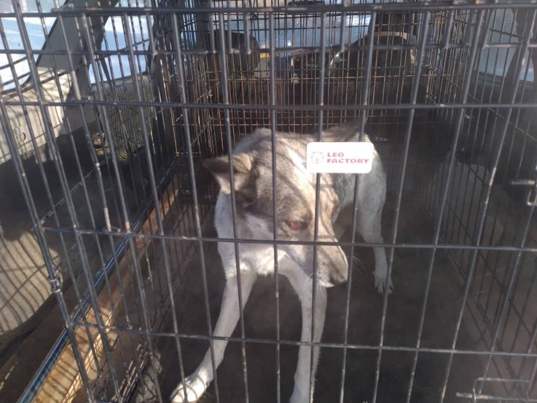 Фото В Улан-Удэ отловят агрессивных собак с бирками