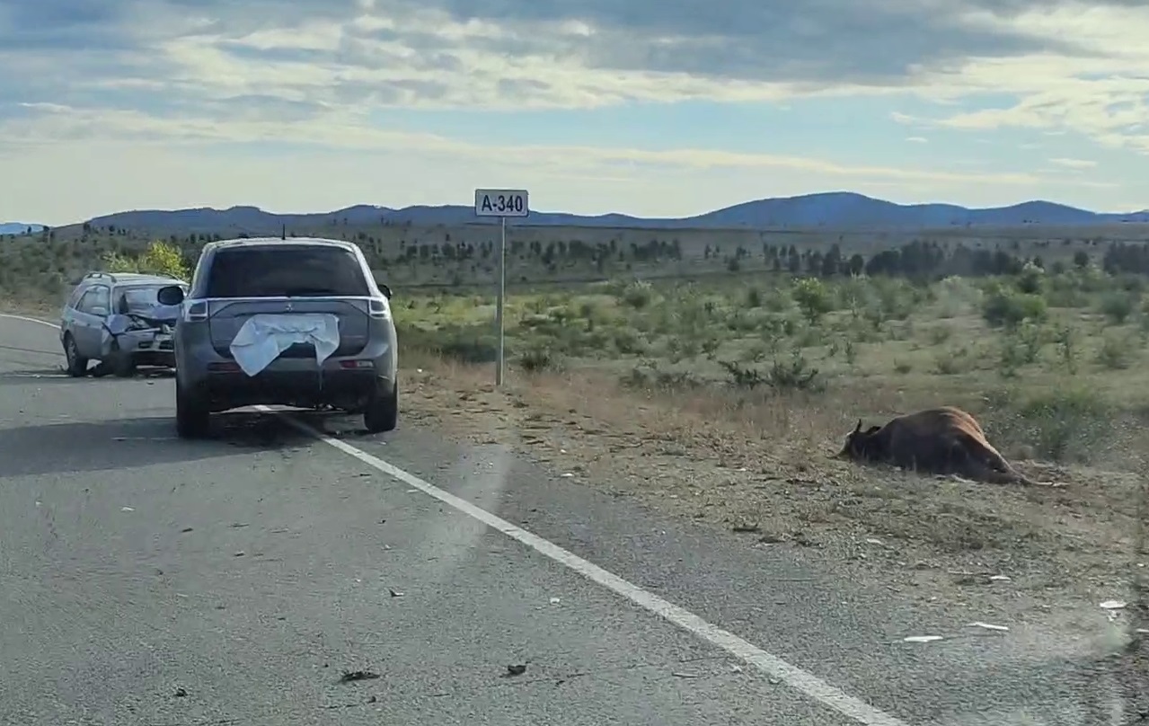 Фото В Бурятии корова собрала в ДТП три автомобиля