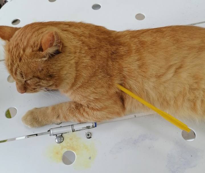 Фото Житель Бурятии выстрелил из арбалета в рыжего кота