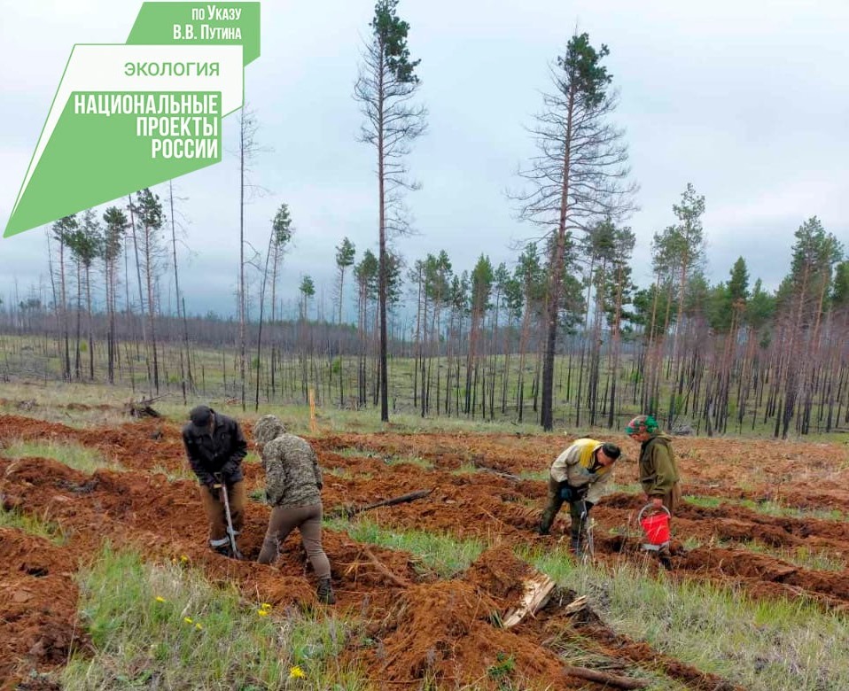 Фото В Бурятии впервые восстанавливают лес посевом семян