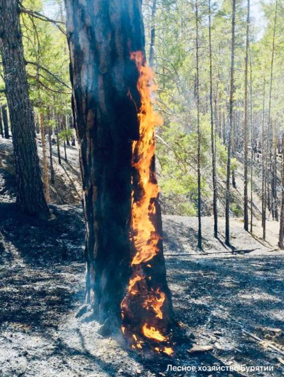Фото Почти 800 человек тушат лесные пожары в Бурятии