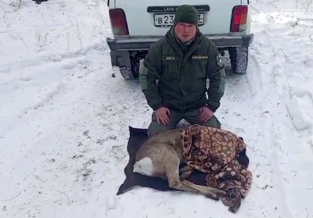 Фото Пойманную в Улан-Удэ косулю вернули в естественную среду