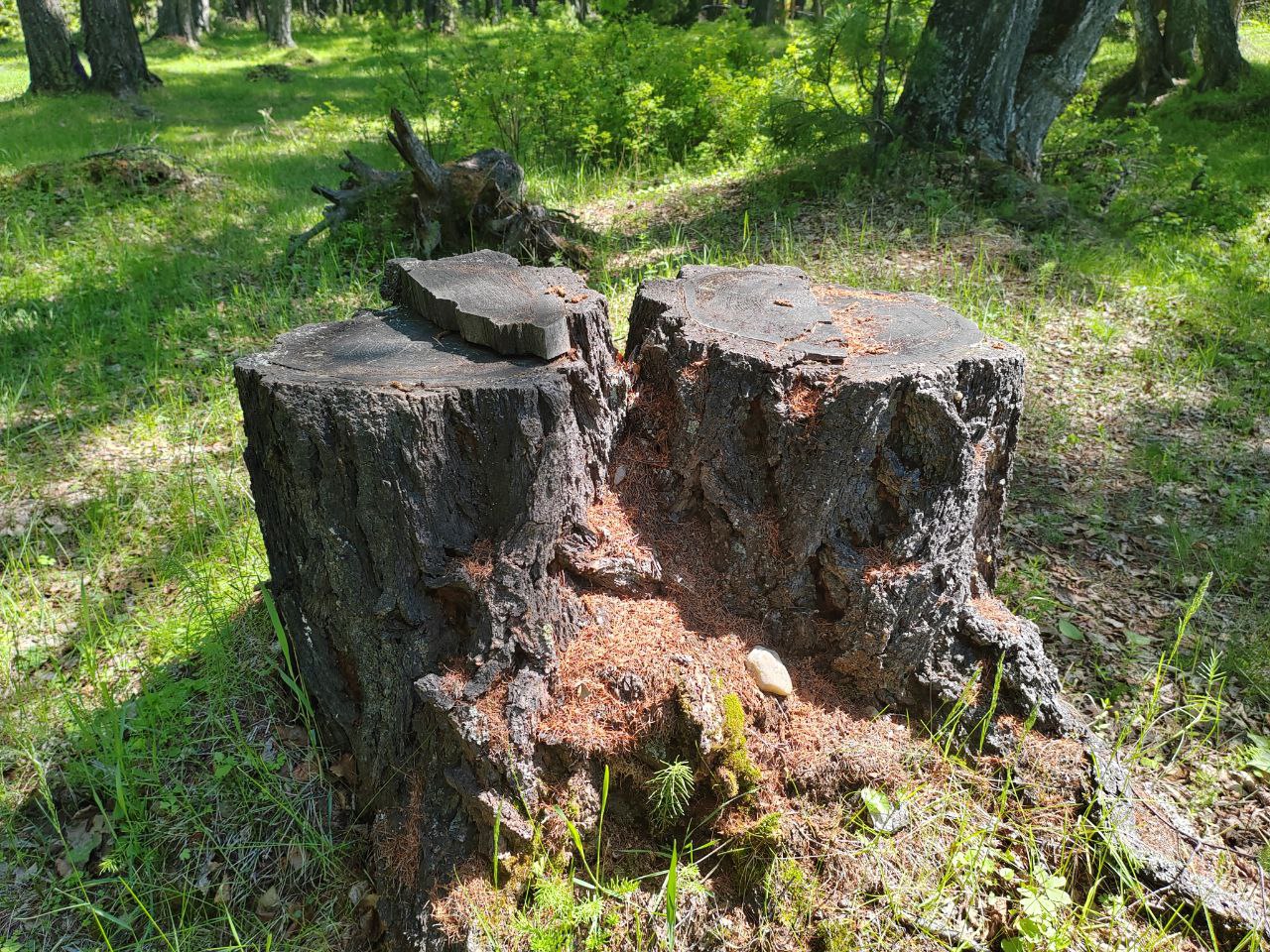 Фото Суд запретил предпринимателям из Бурятии вывозить лесопродукцию без карантинного сертификата