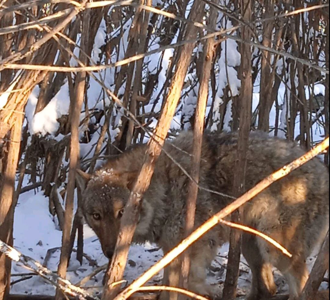 Фото В Селенгинском районе Бурятии продолжают регулировать численность волка